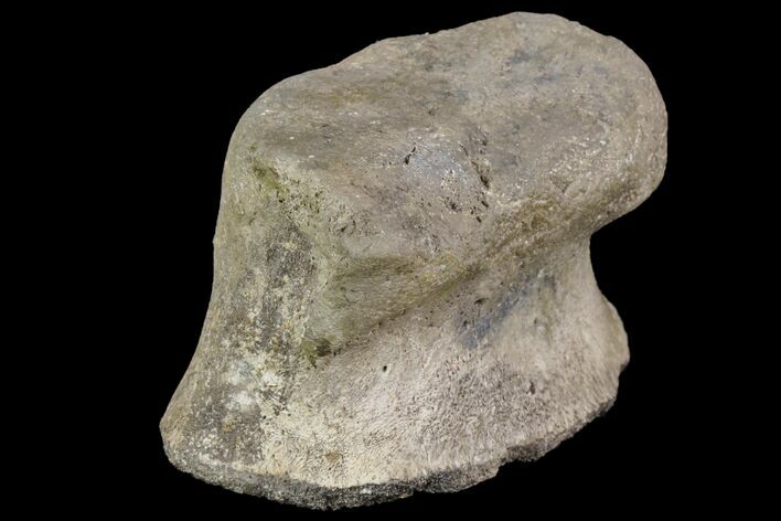 Ceratopsian Dinosaur Toe Bone - Alberta (Disposition #-) #97050